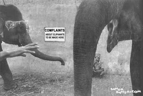 Complaints about elephants !